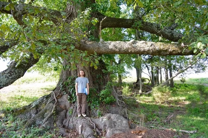Champion Trees Of Tennessee Wolf River Conservancy champion-trees-of-tennessee-wolf-river-conservancy